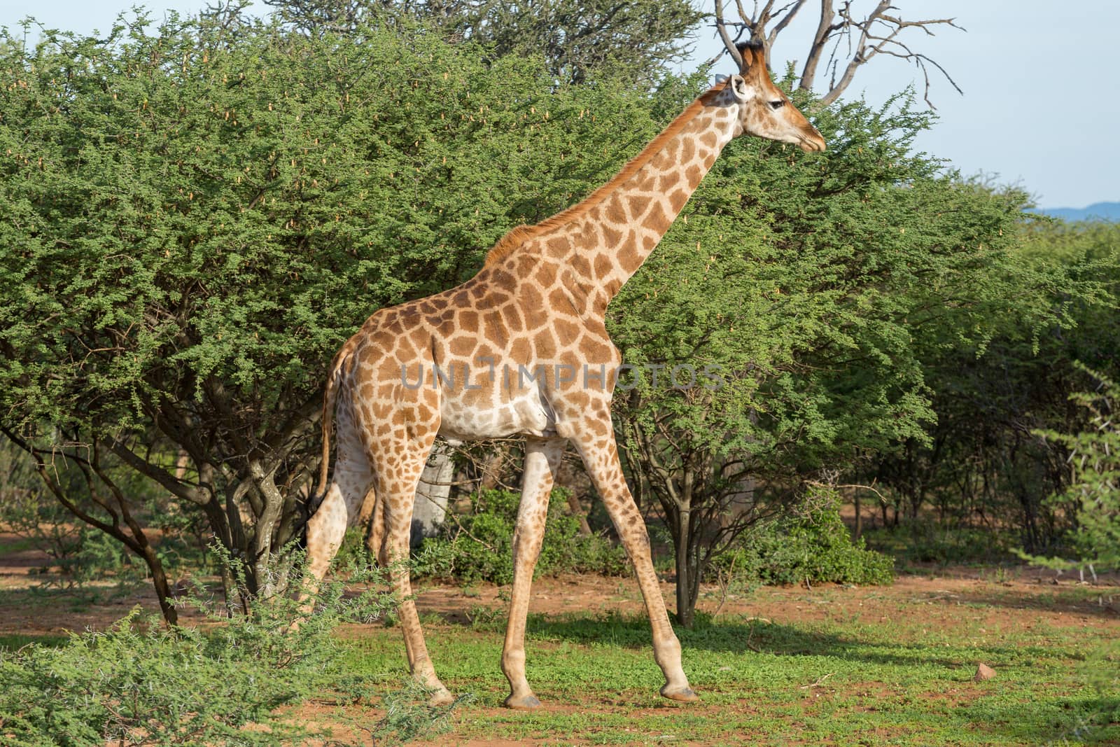 Giraffe in the wild by derejeb