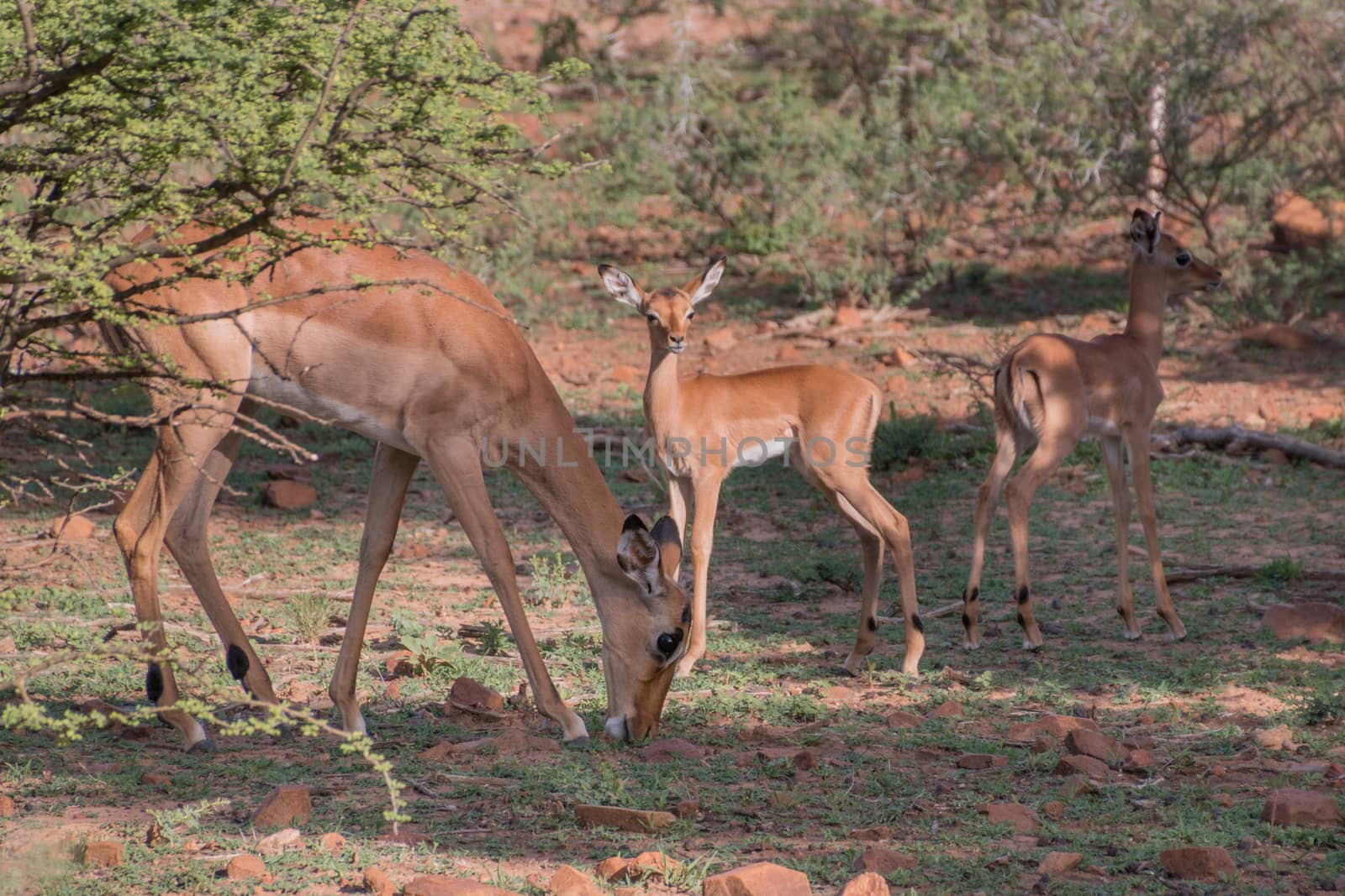 Impala family at the Mokolodi Nature Reserve in Botswana
