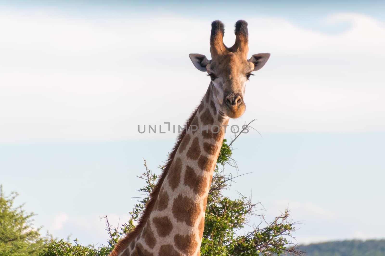 Giraffe at the Mokolodi Nature Reserve in Botswana