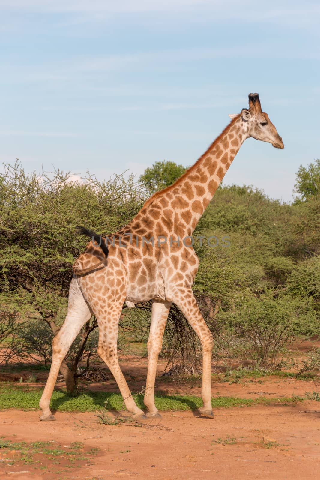 Giraffe in the wild by derejeb