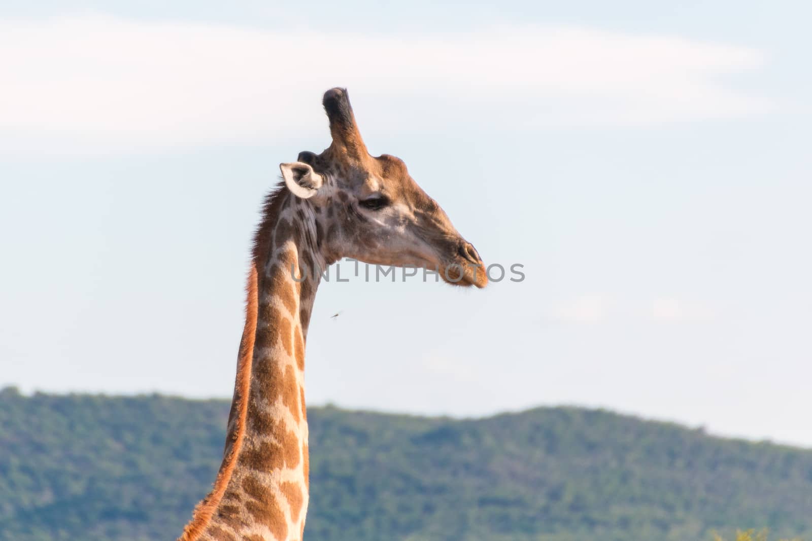 Giraffe in the wild by derejeb