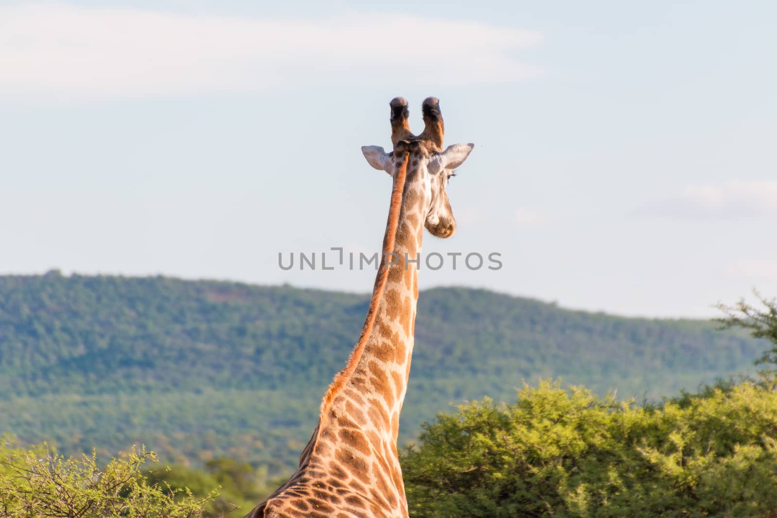 Giraffe in the wild by derejeb