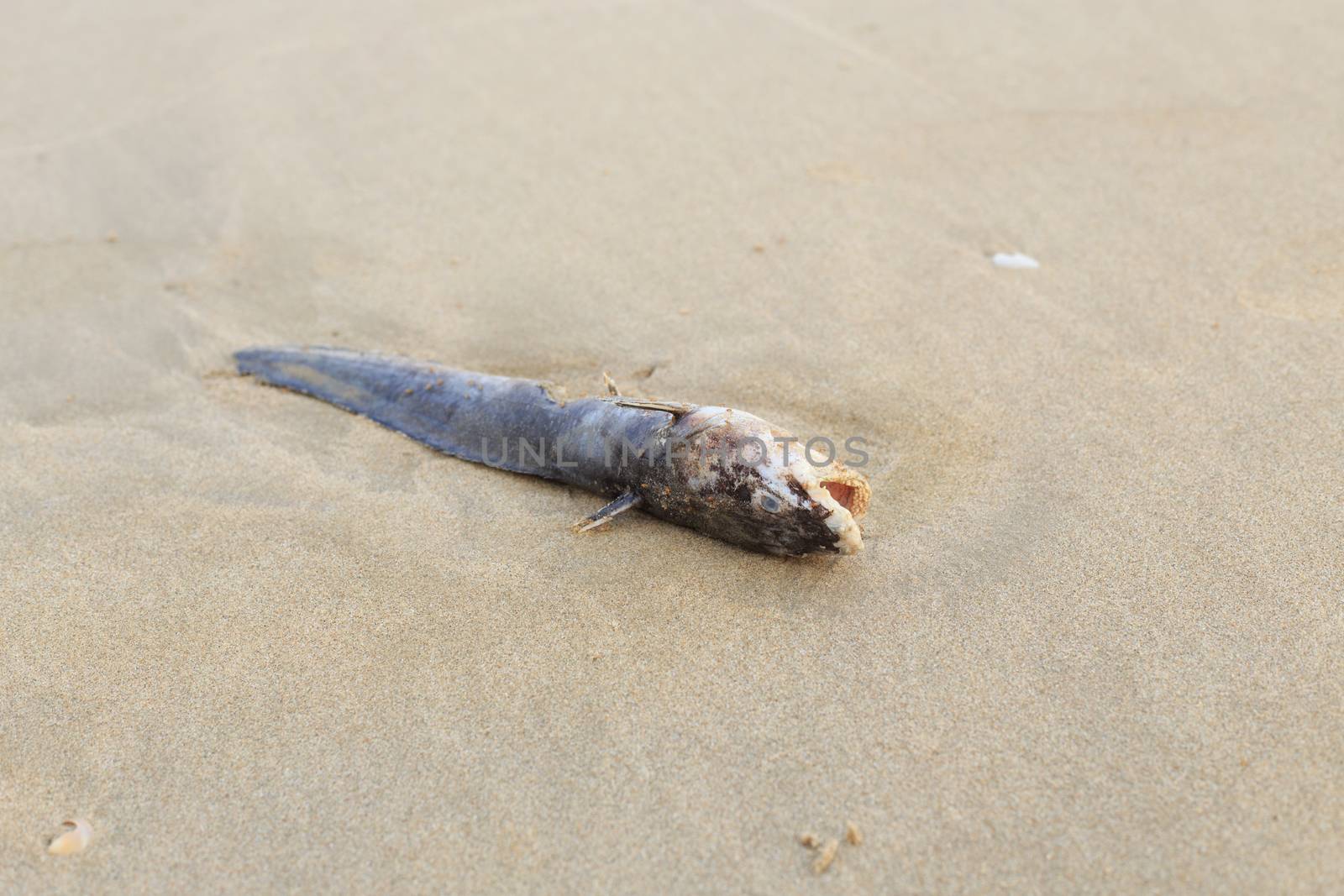 Dead fish on the beach by papound