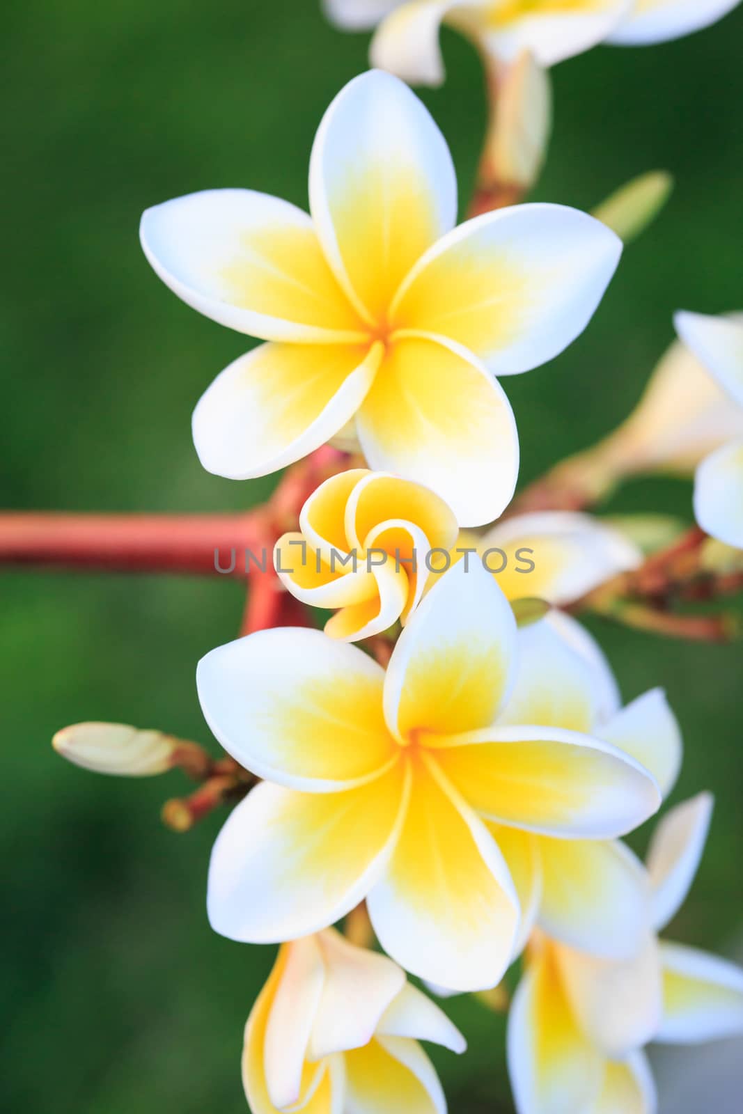 plumeria or frangipanni blossom by papound