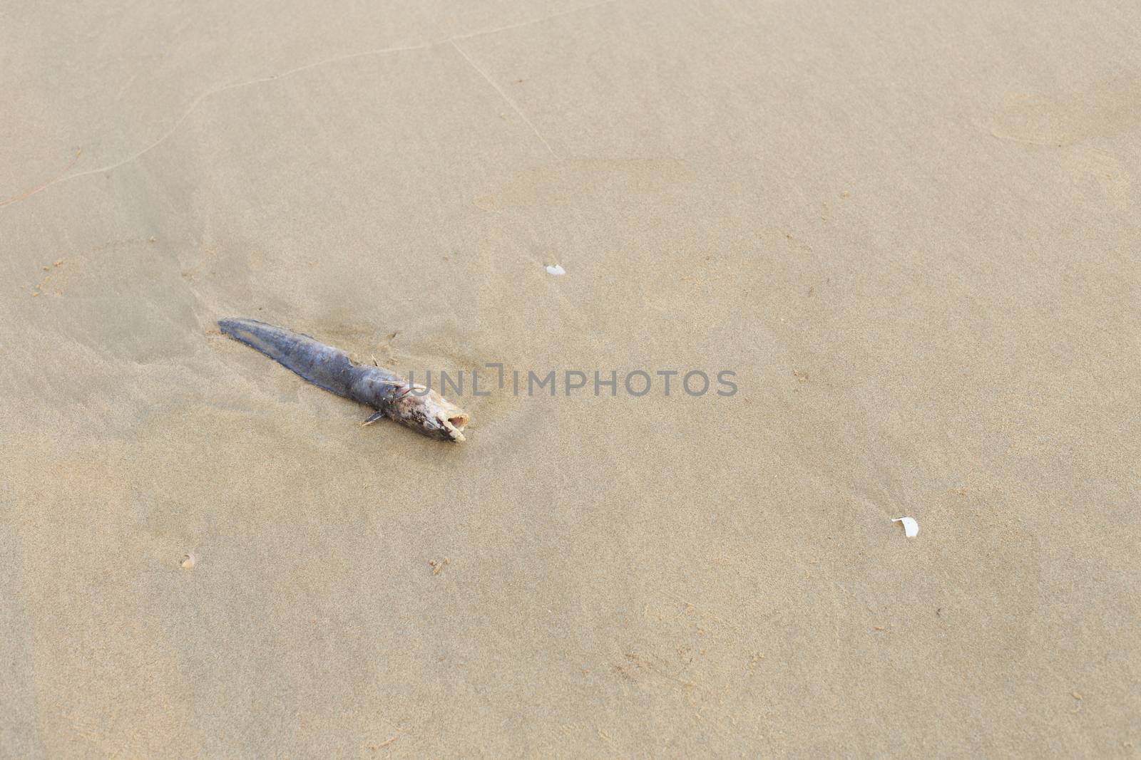 Dead fish on the beach by papound