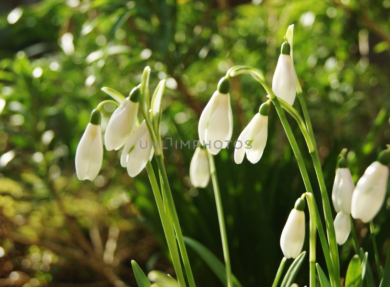 A close-up image of white Snowdrop flowers,