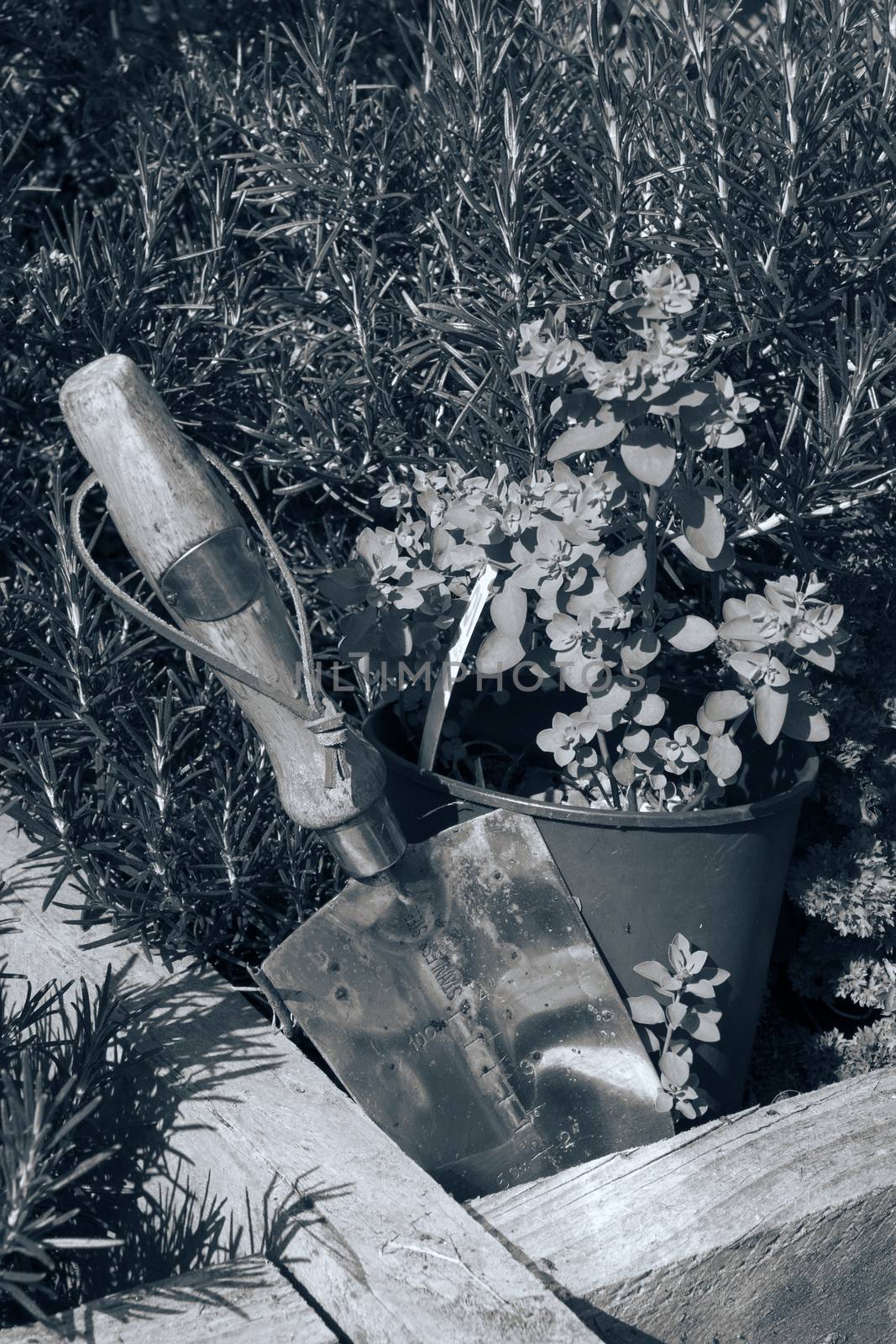 stainless steel garden trowel in a herb garden in Ireland toned