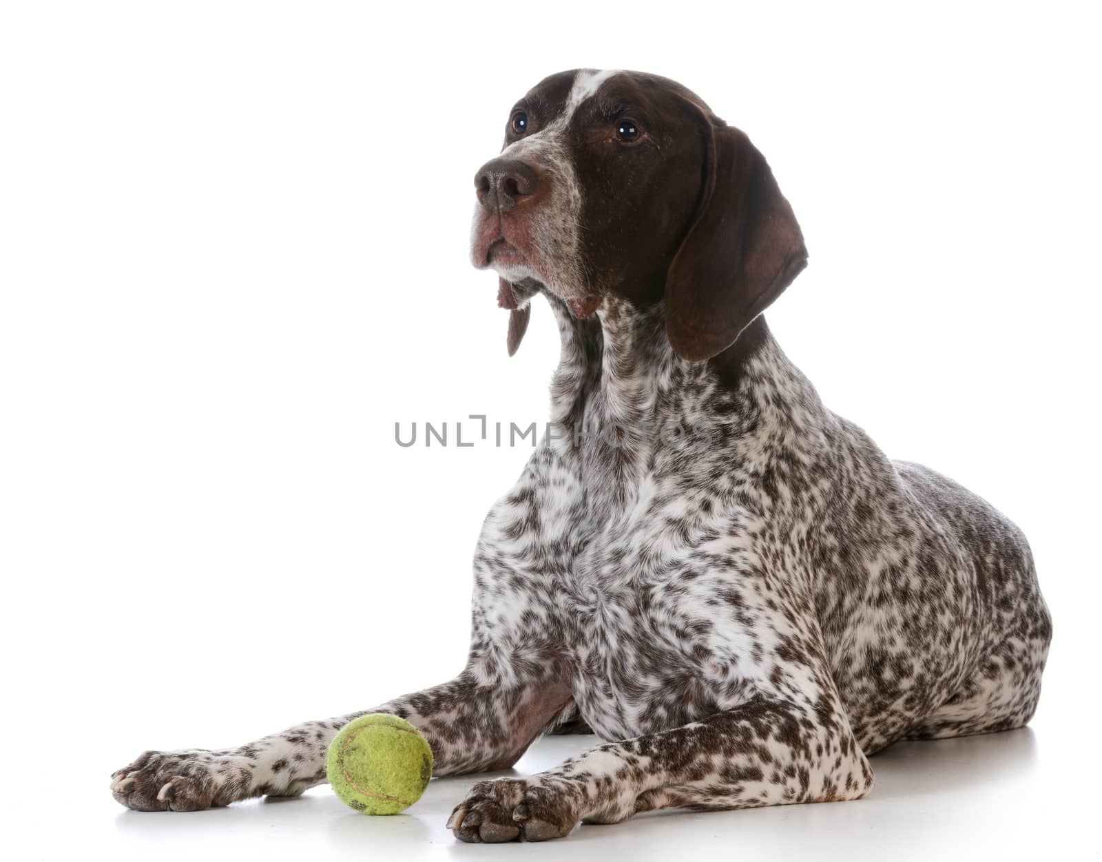 dog with tennis ball - german shorthaired pointer laying down with tennis ball on white background