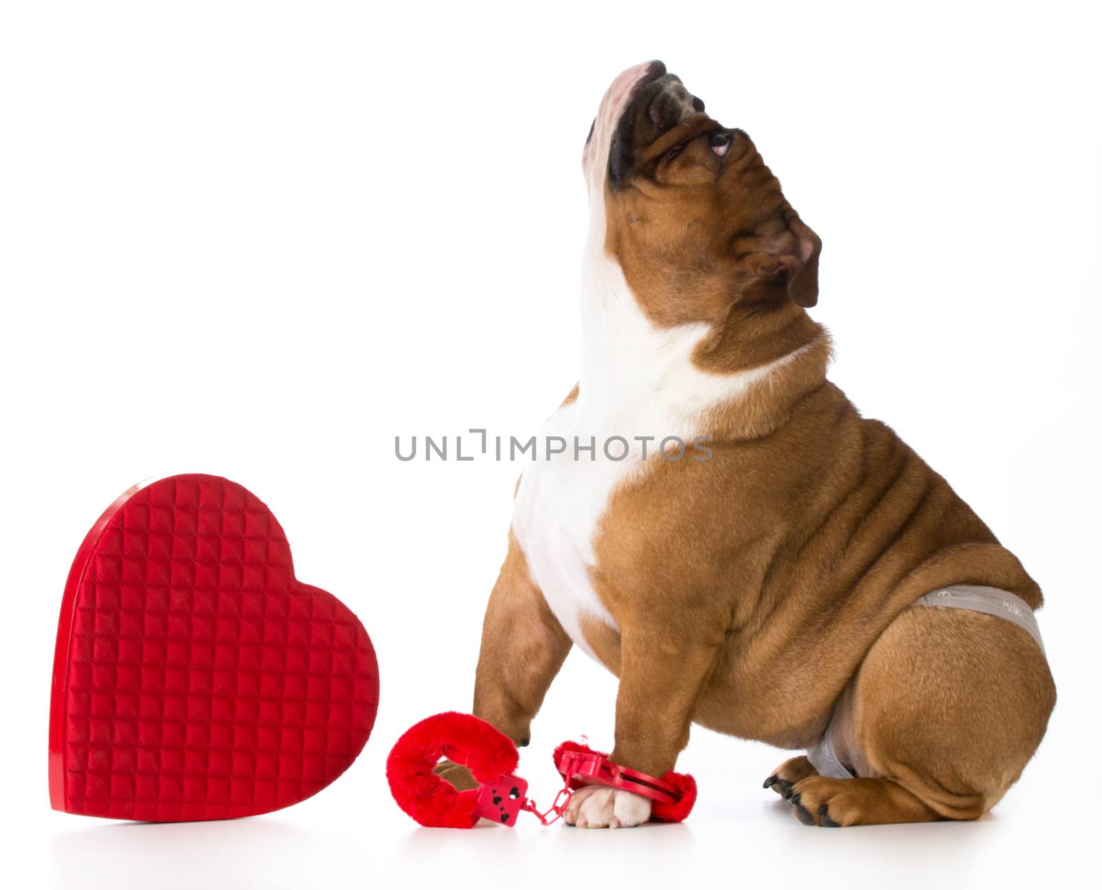 valentines day dog - english bulldog dressed up on white background