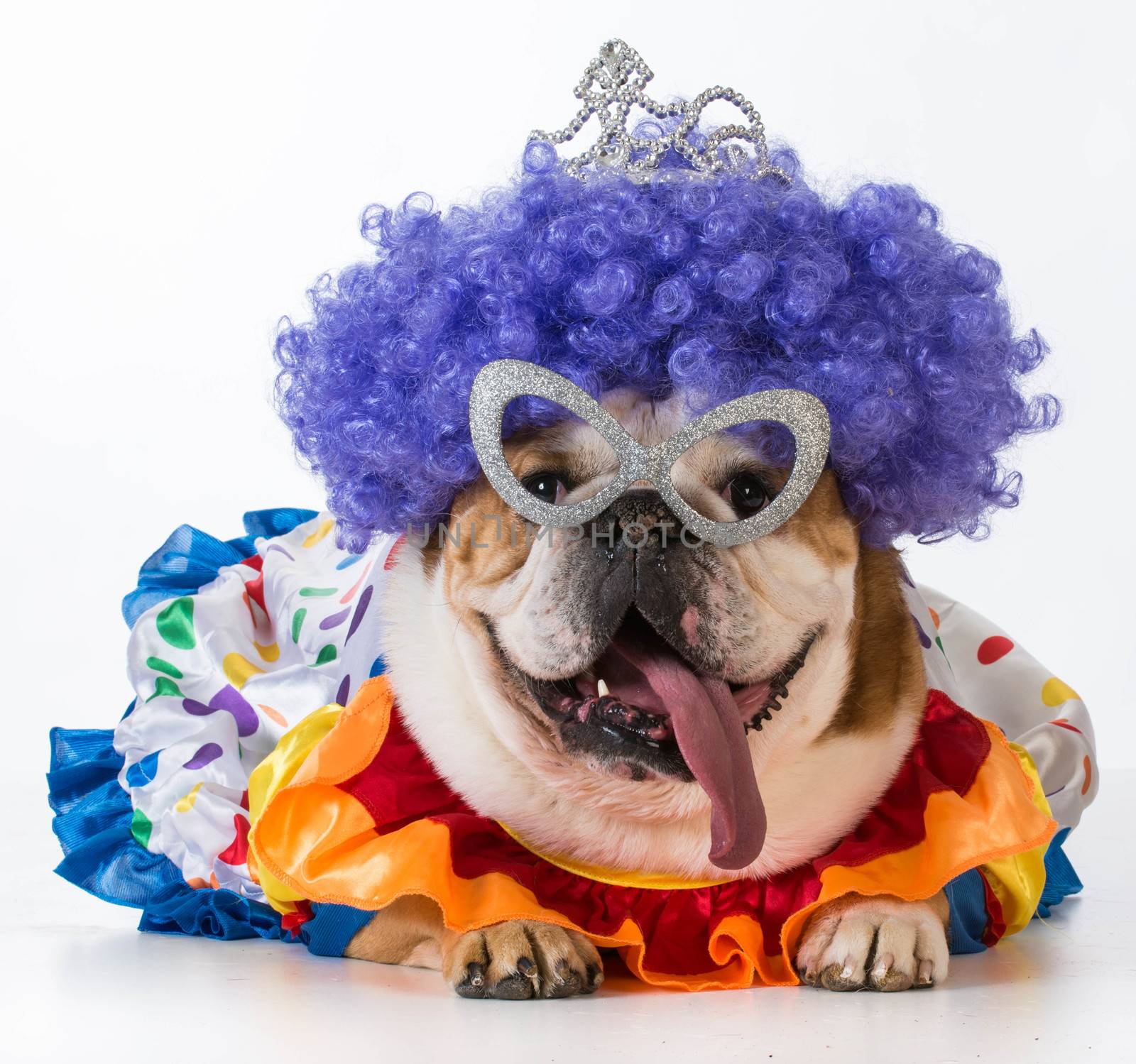 funny dog - english bulldog dressed up like a clown on white background