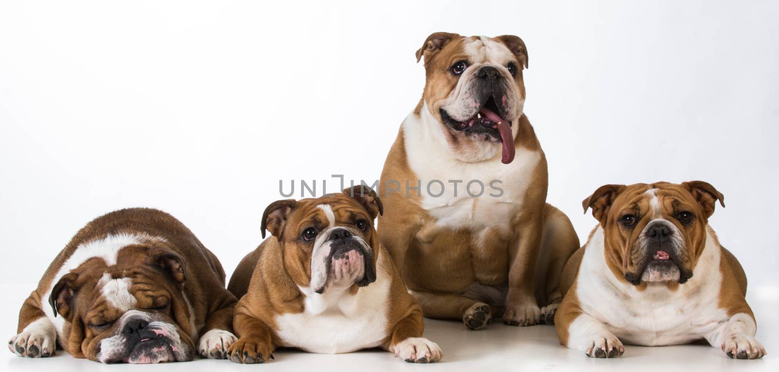 four english bulldogs together on white background