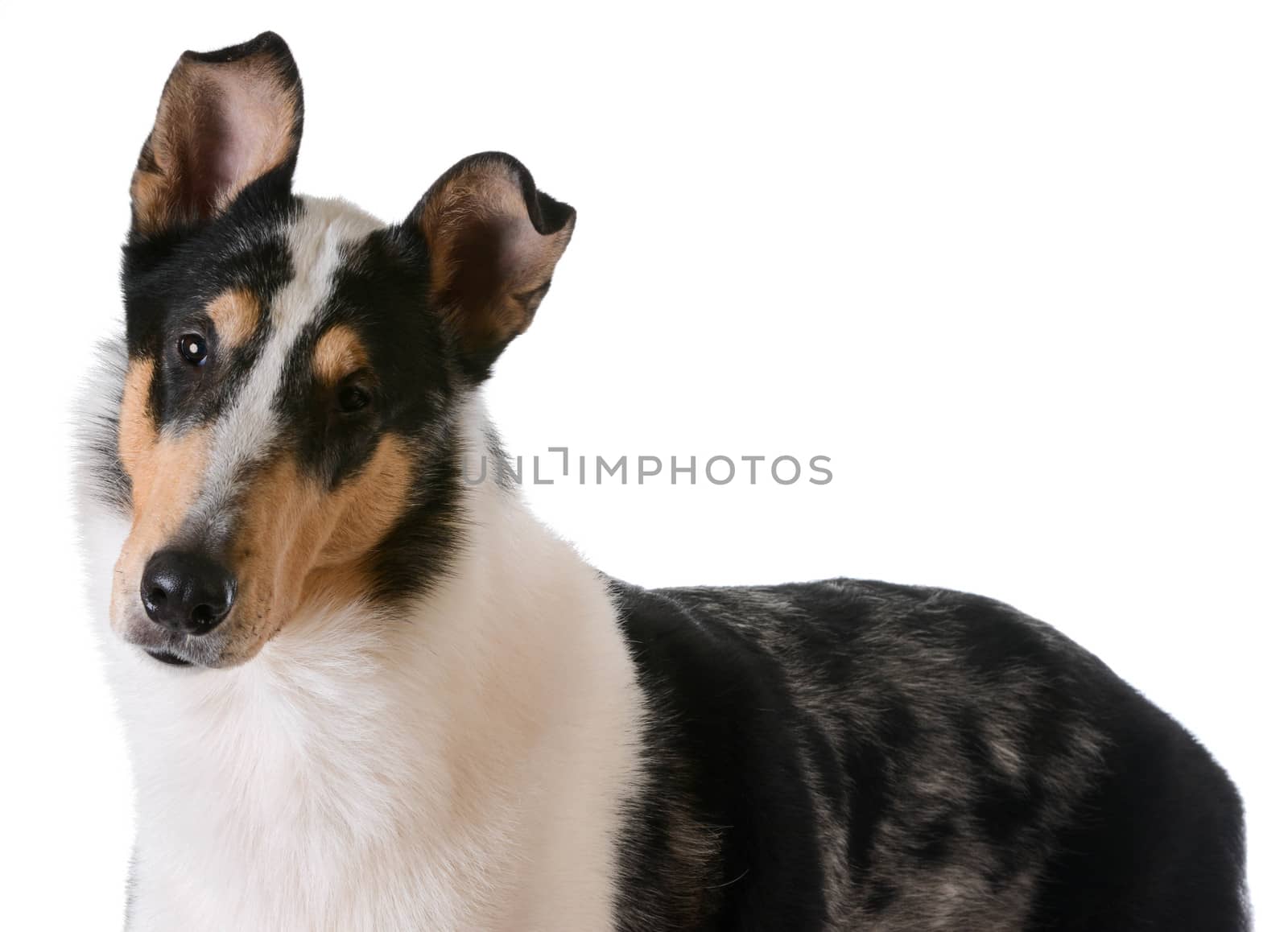 smooth haired collie portrait on white background