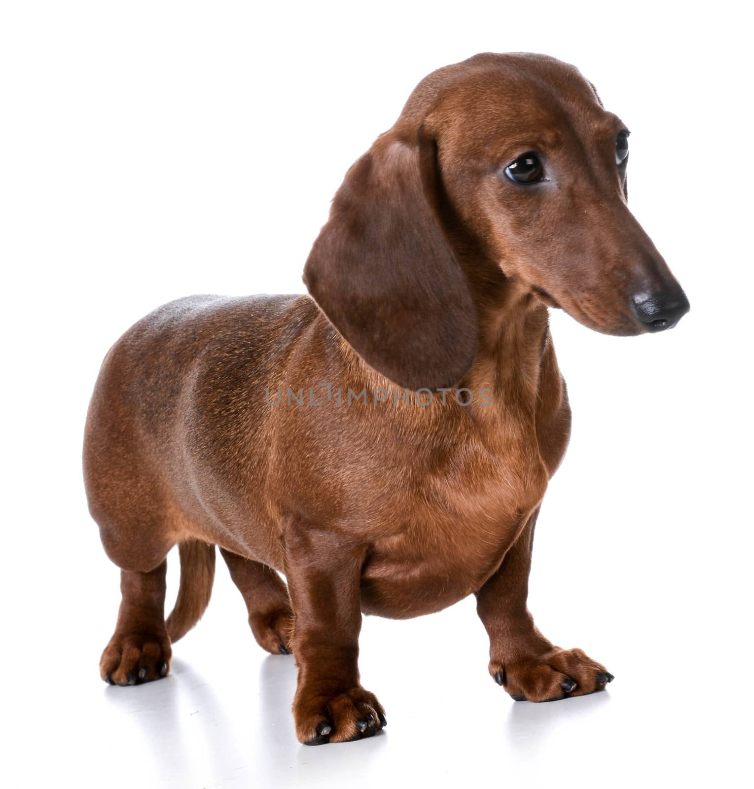 miniature smooth dachshund standing on white background