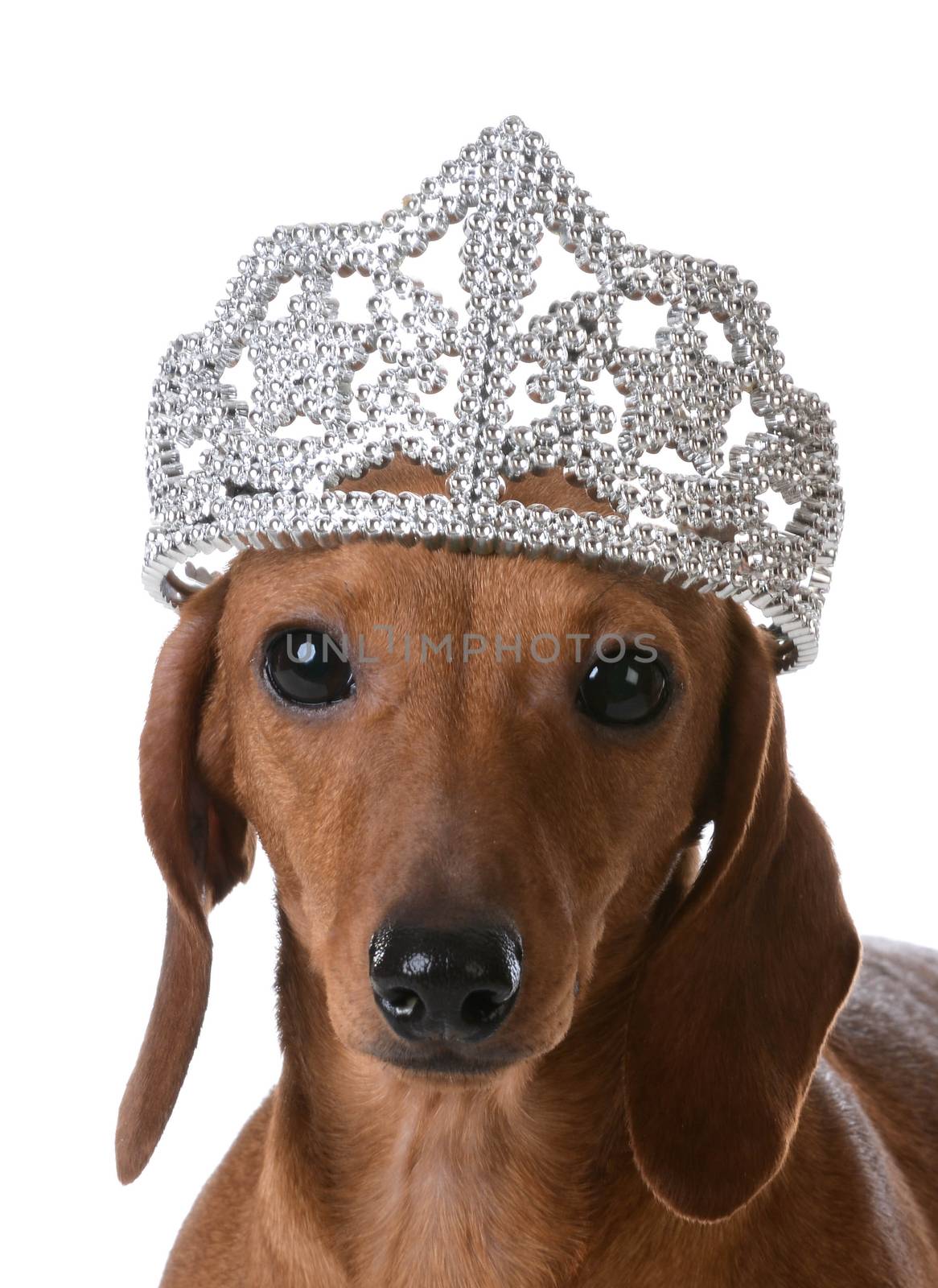 spoiled dog - miniature dachshund wearing tiara on white background