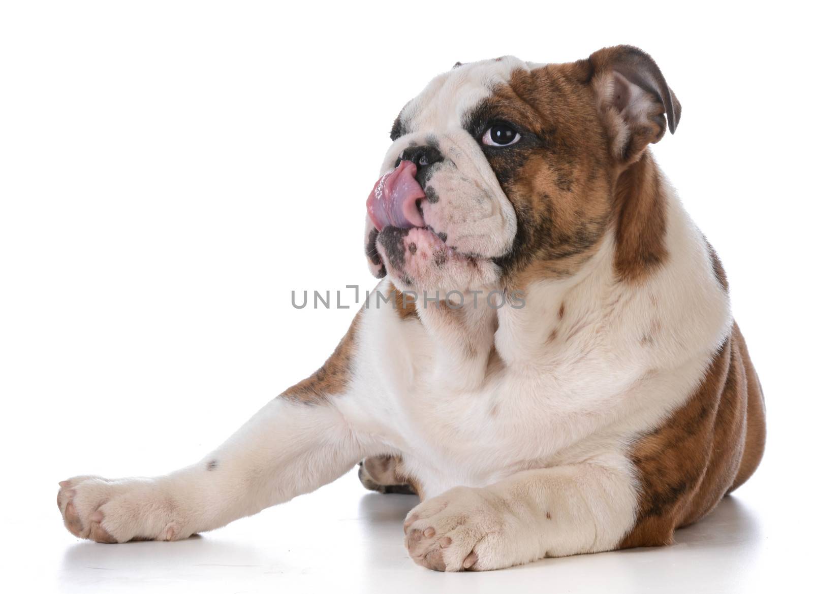 english bulldog puppy laying down isolated on white background - 5 months old