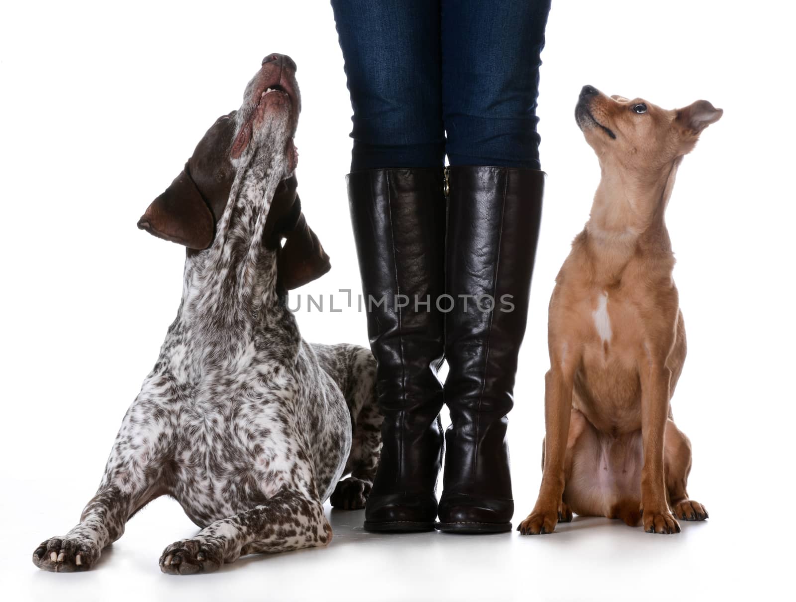 woman standing with mixed breed dog on one side and purebred dog on the other isolated on white background - german shorthaired pointer