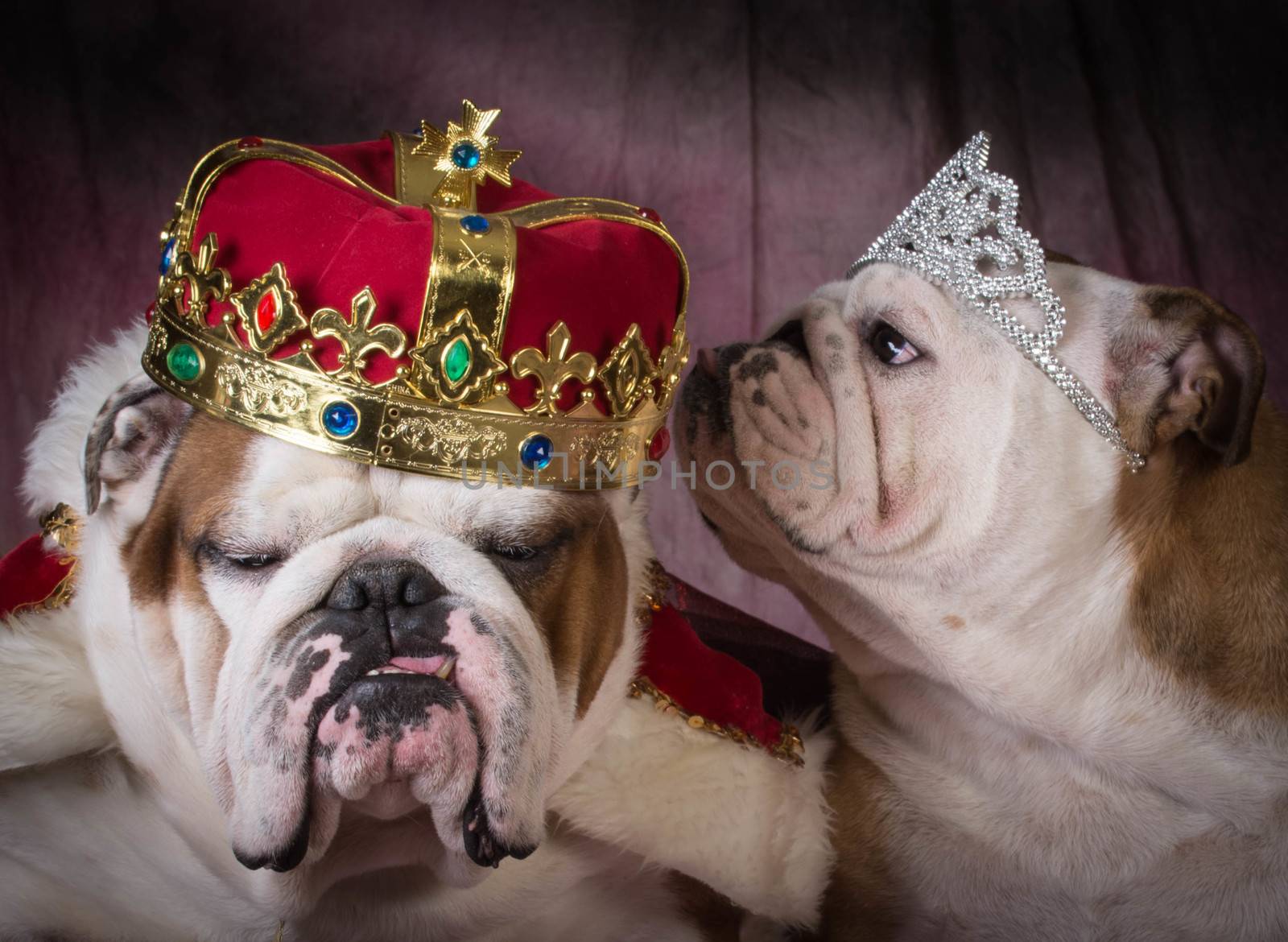 royal couple - two english bulldogs dressed up like a king and queen