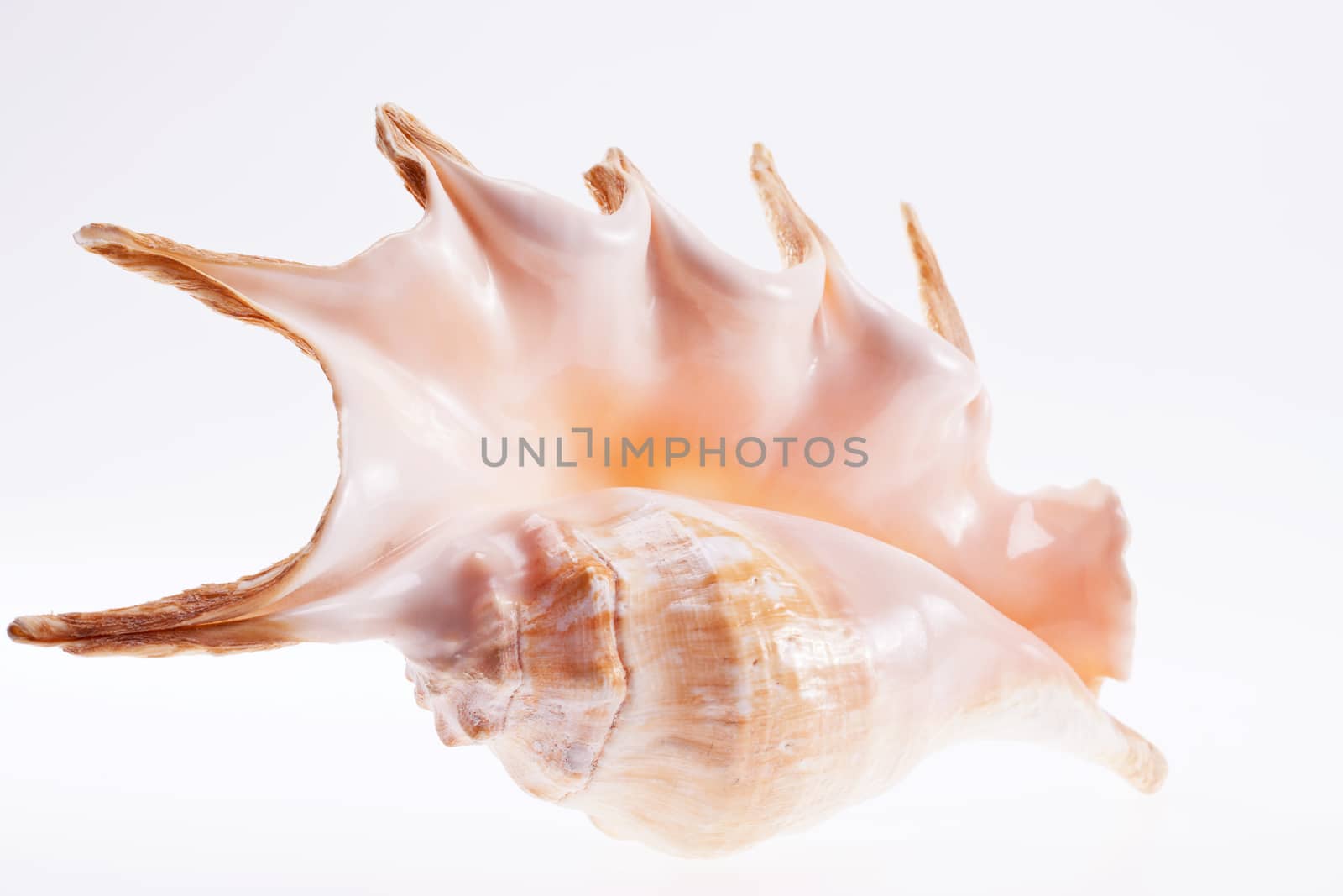 great seashell isolated on white background by mychadre77