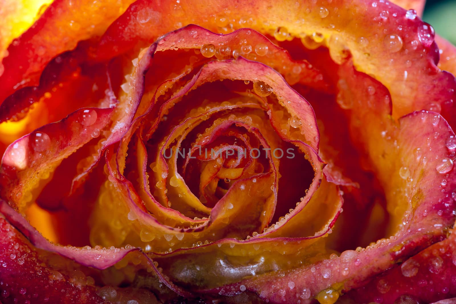 single frozen flower of rose - macro