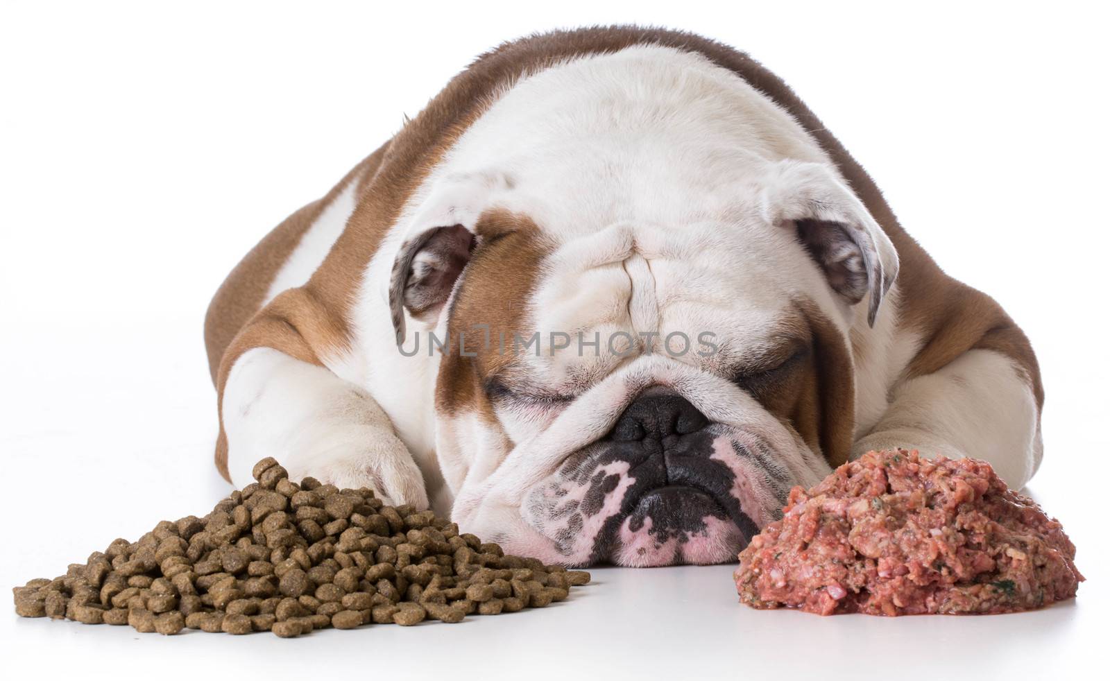 dog laying between pile of kibble and raw dog food on white background - bulldog