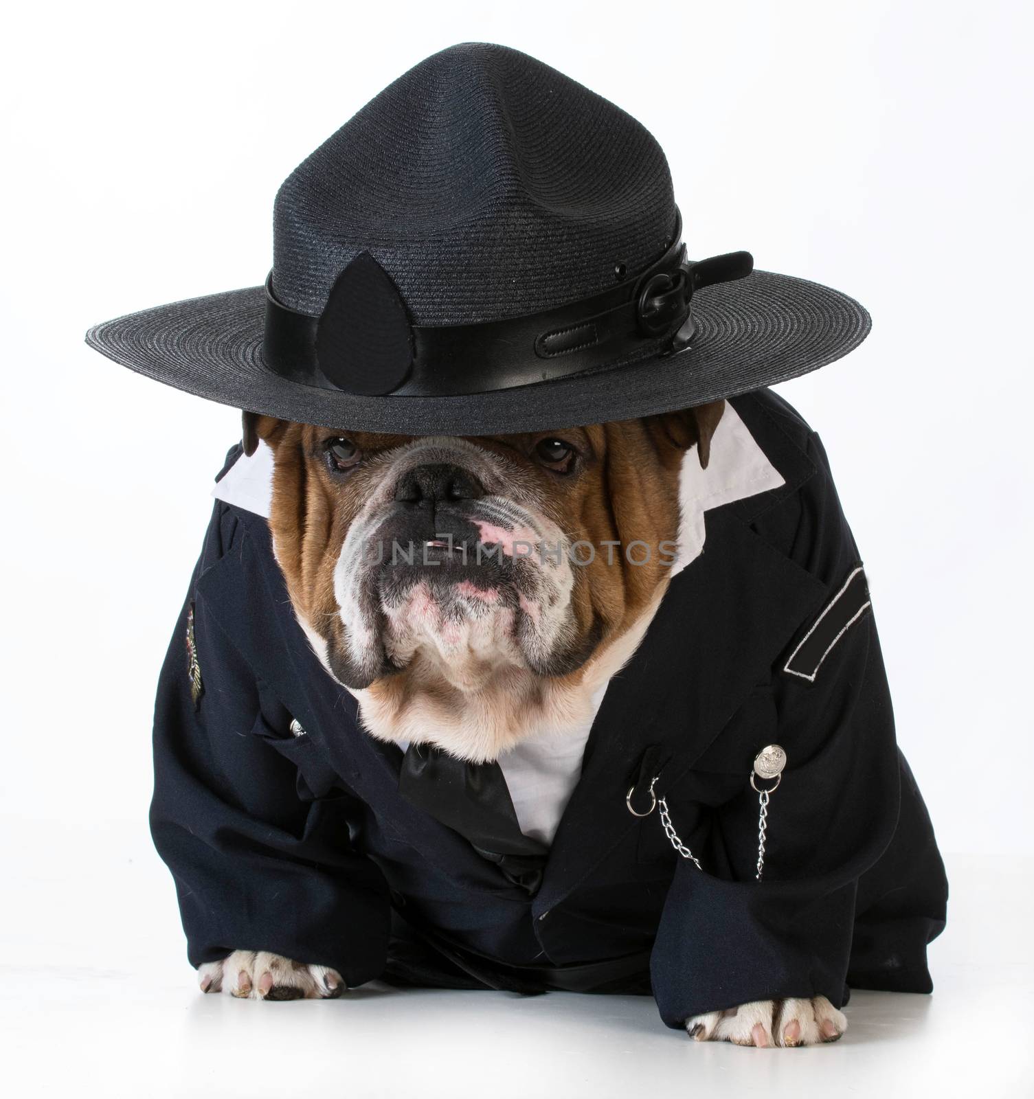 police officer or dog catcher - english bulldog wearing costume on white background