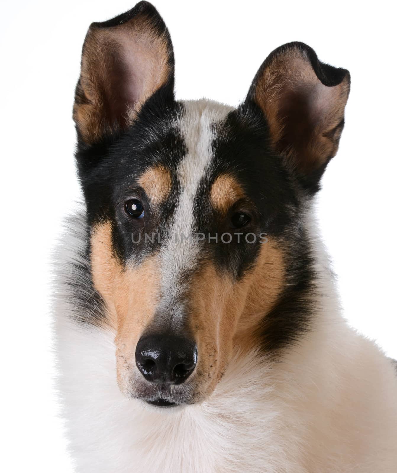 smooth haired collie portrait on white background