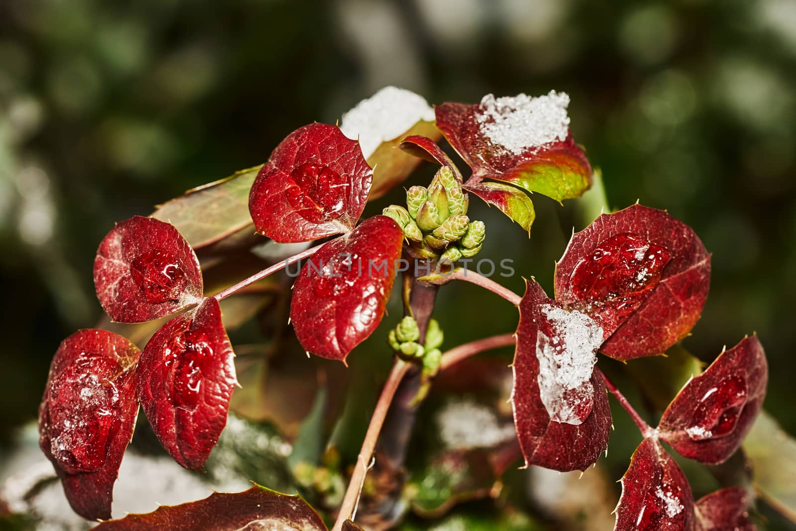 Mahonia shrub with red leaves and green buds covered with snow                               