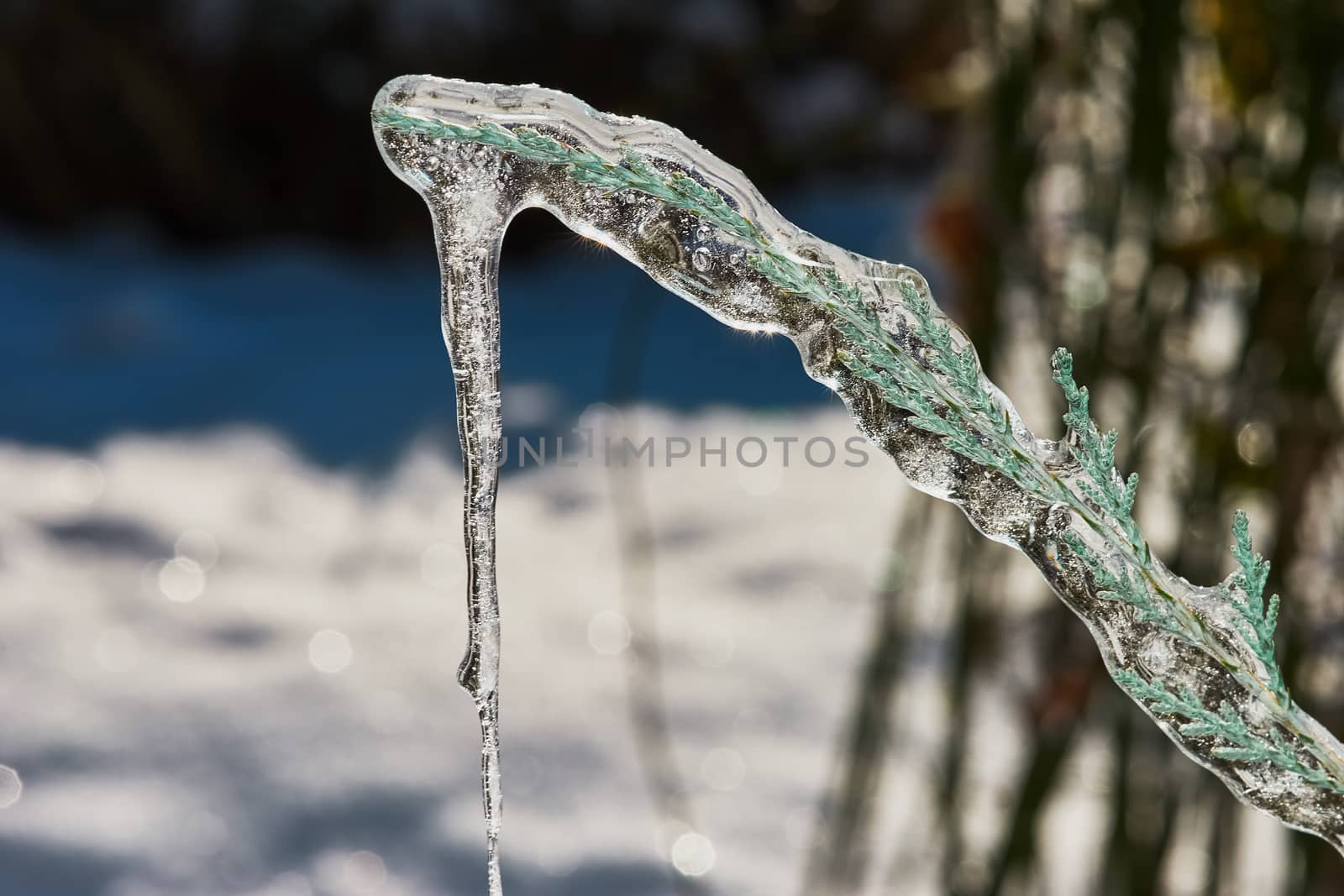 Big icicle on a branch of a juniperuniperus  scopulorum Blue Arrow in december                               