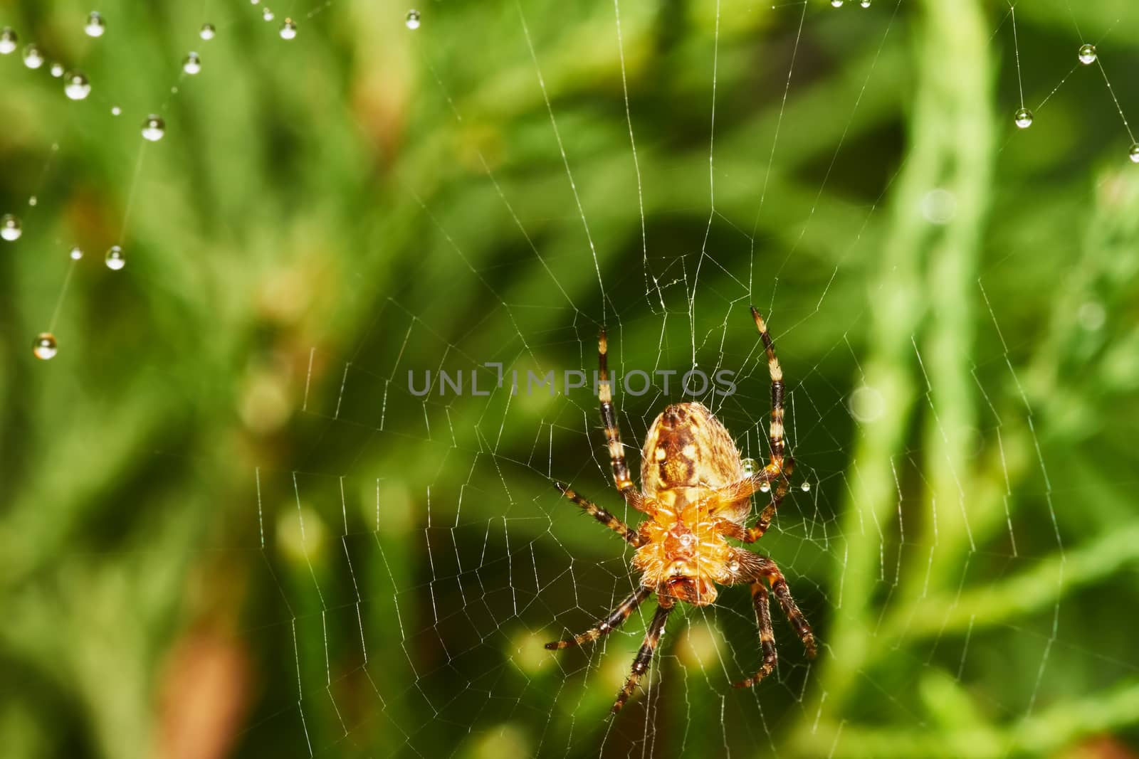 spider with spider web after rain                               