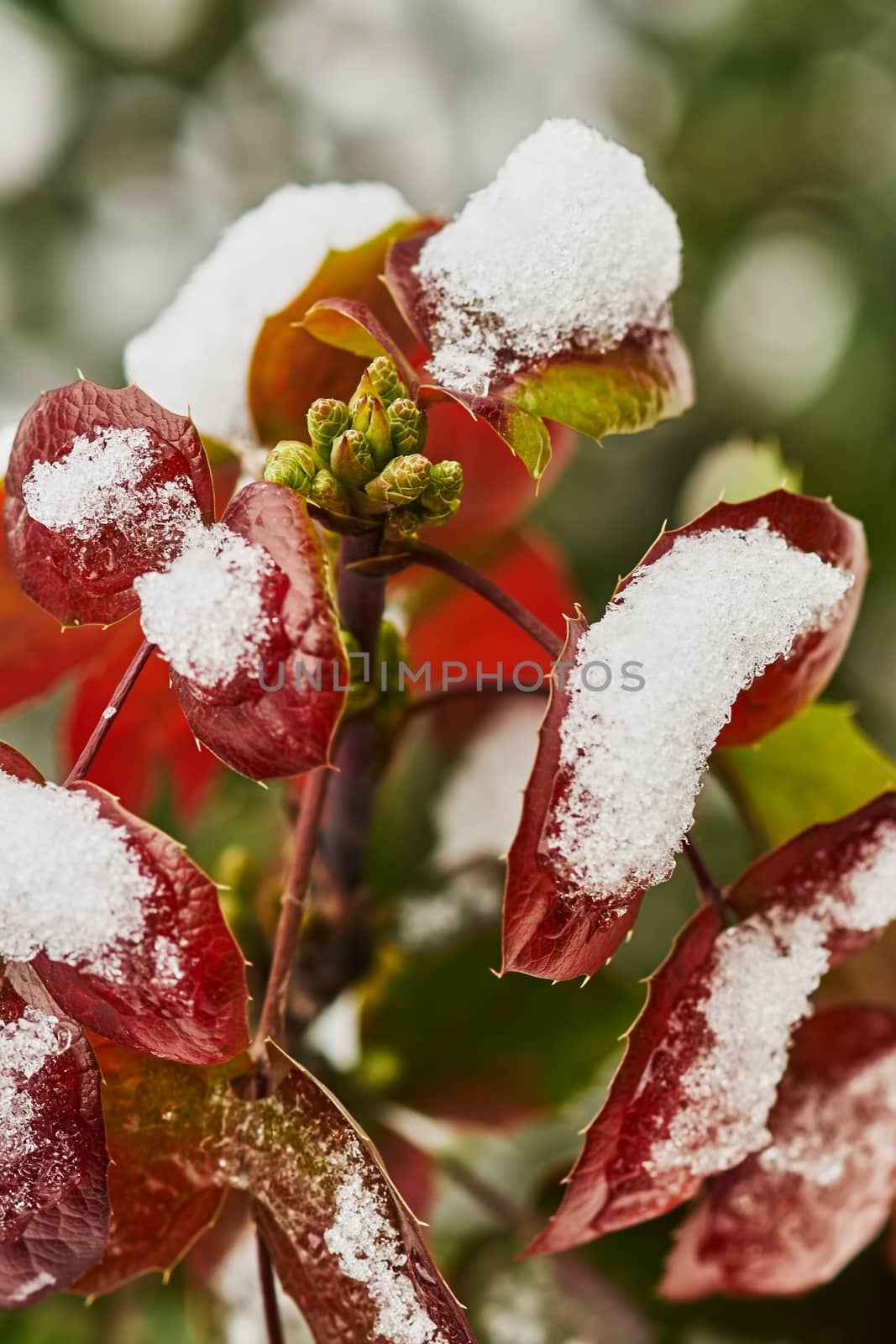 Mahonia shrub with red leaves and green buds covered with snow                               