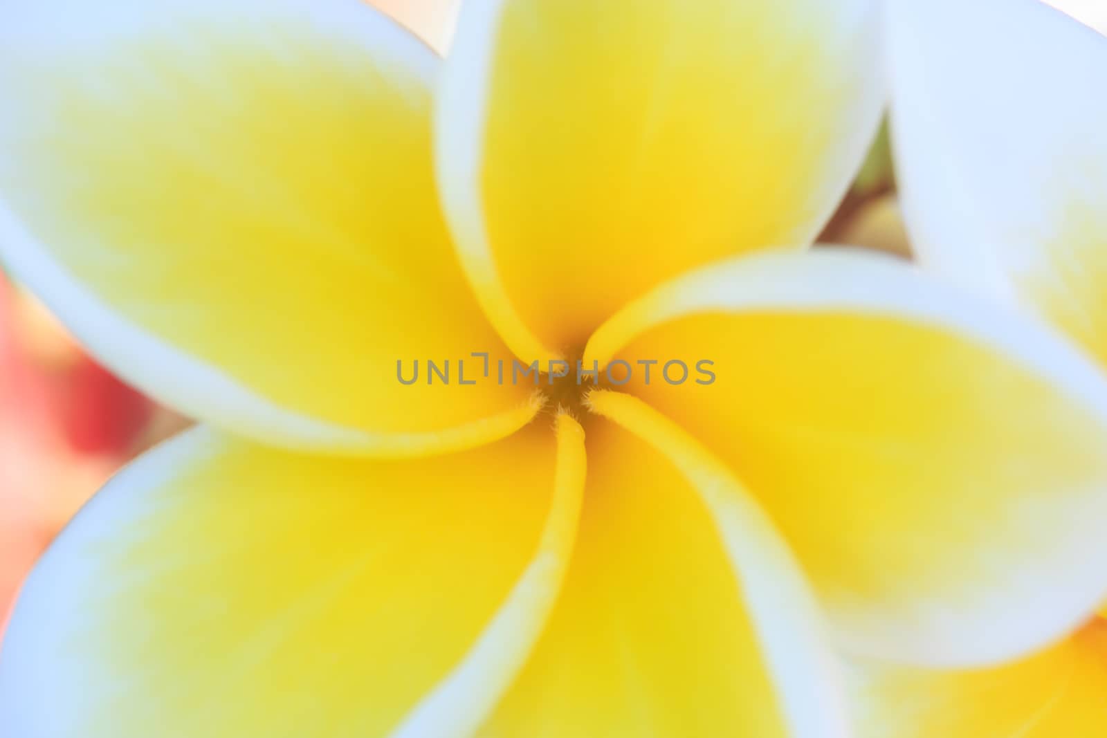 plumeria or frangipanni blossom blur style for background by papound