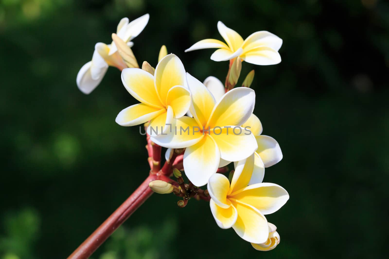 plumeria or frangipanni blossom by papound