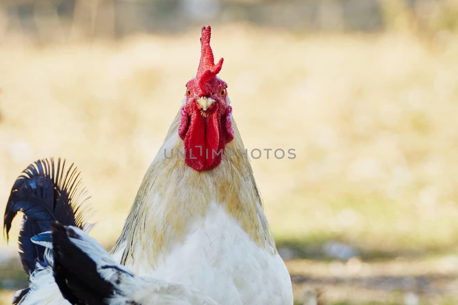 Wonderful cock in the village street                               