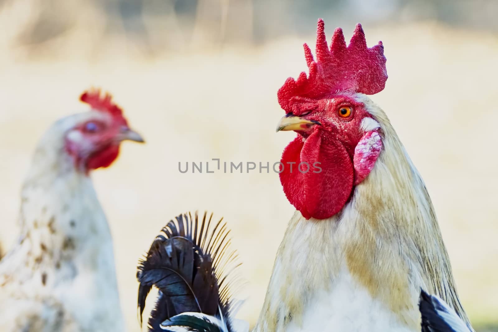 Rooster and hen in a village street                               