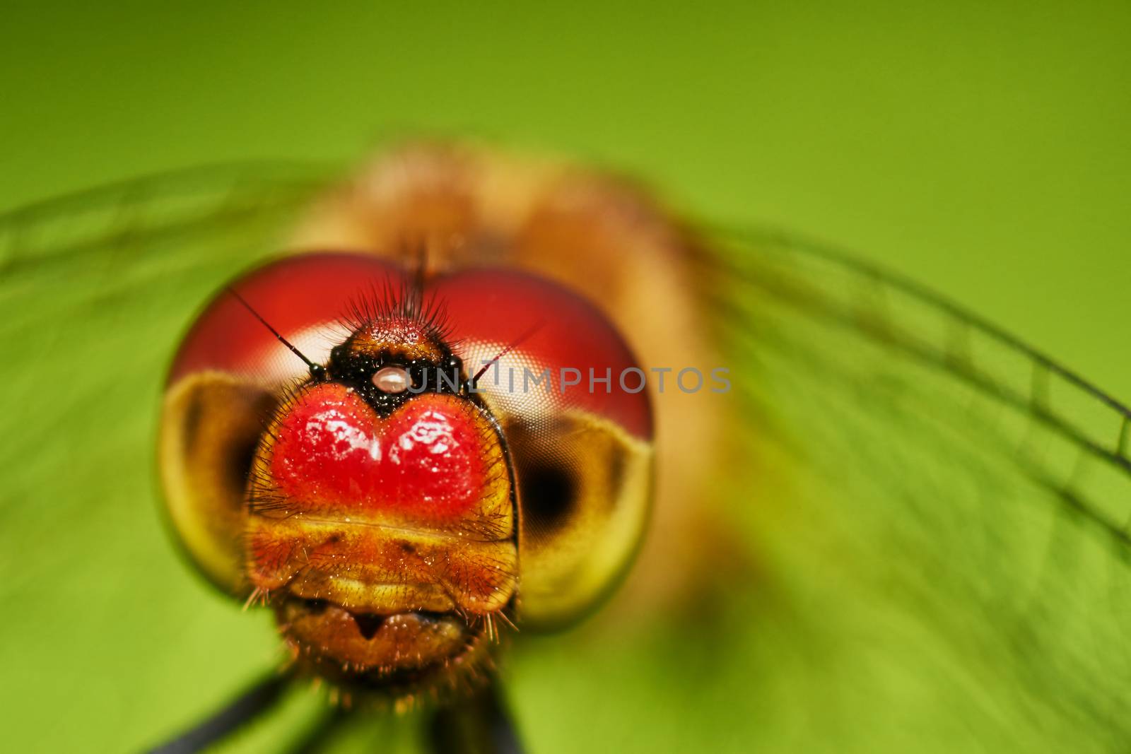 dragonfly portrait                               