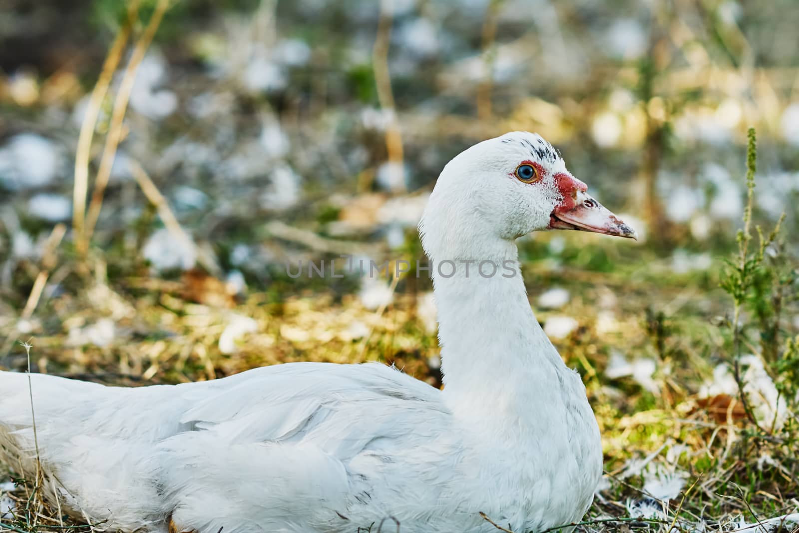 Wonderful white duck in the village street                               