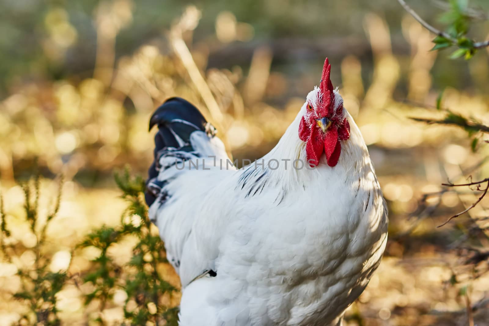 Wonderful cock in the village street                               