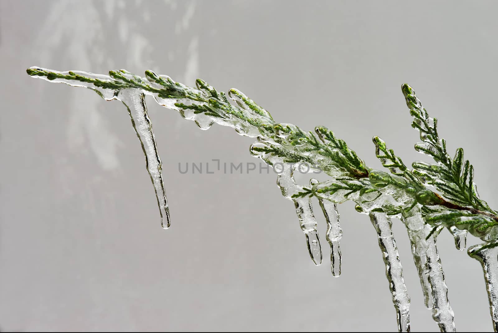 Icicle on a branch of a juniper in december                               