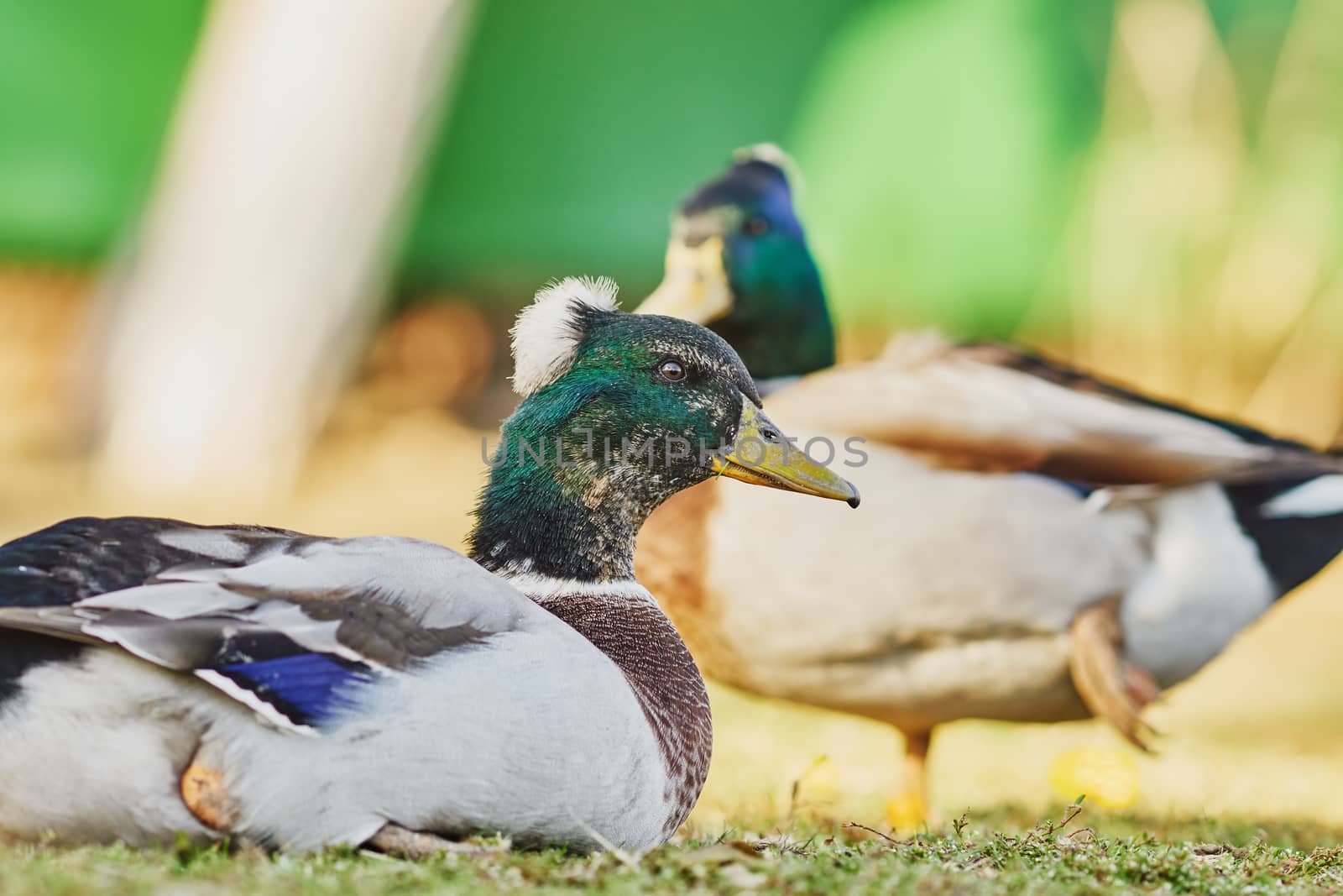 Wonderful ducks in a village street                               