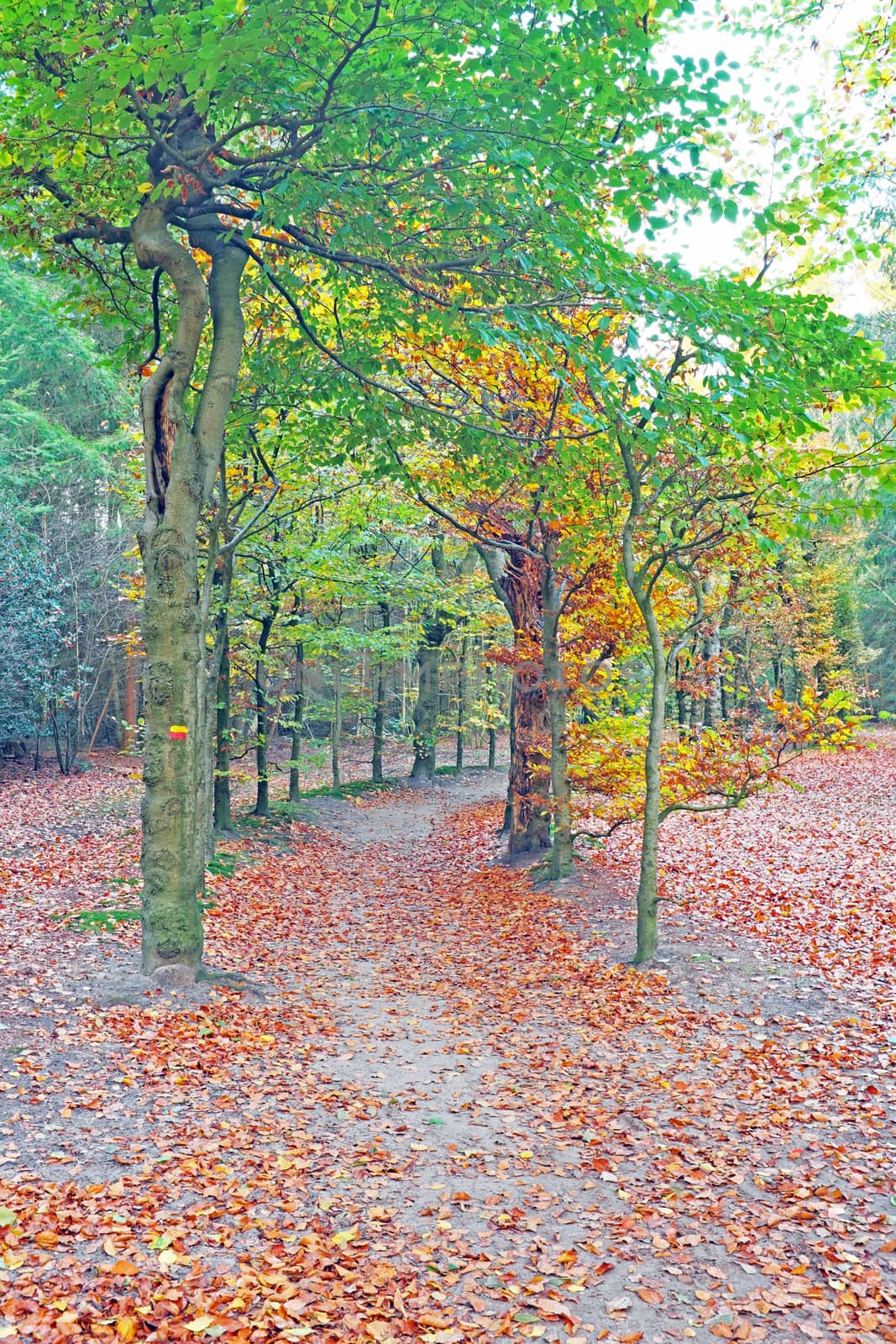 Fall in the forest in the Netherlands