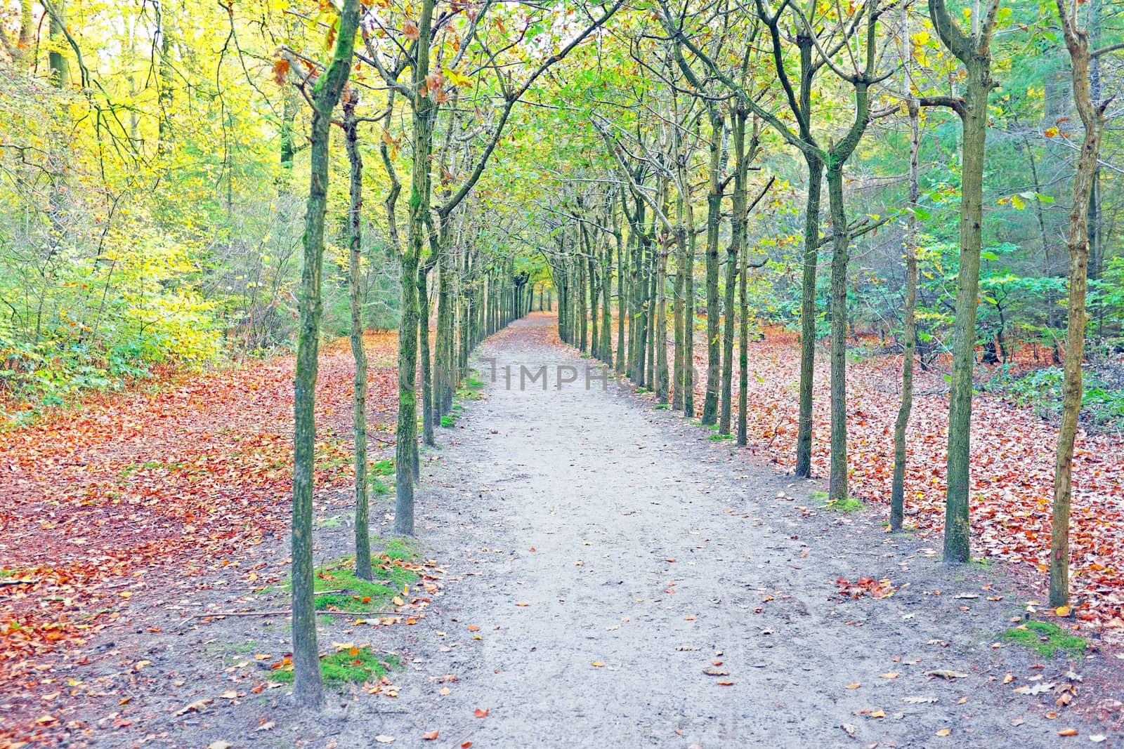 Fall in the forest in the Netherlands