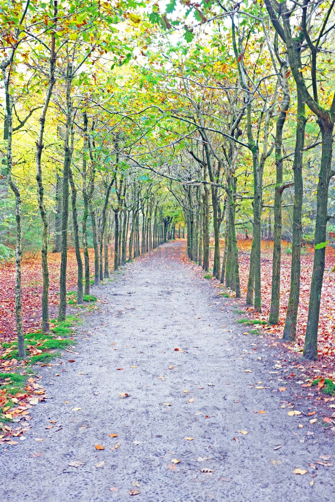 Fall in the forest in the Netherlands