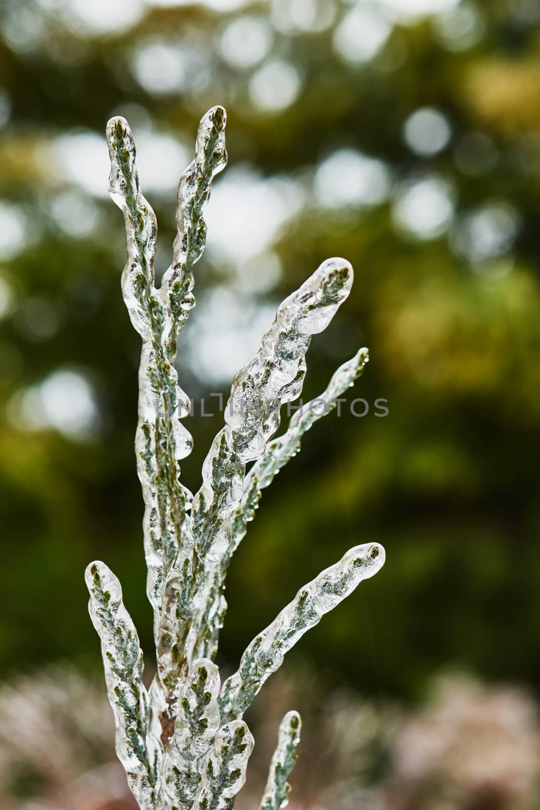Branch of juniperus covered with ice                               