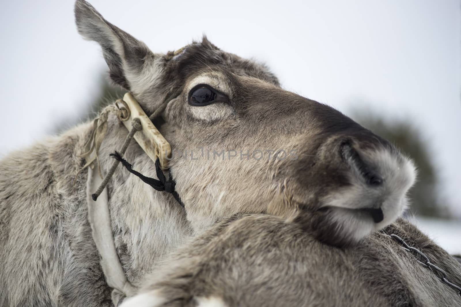 Homemade reindeer looks closely and carefully. In the profile.
