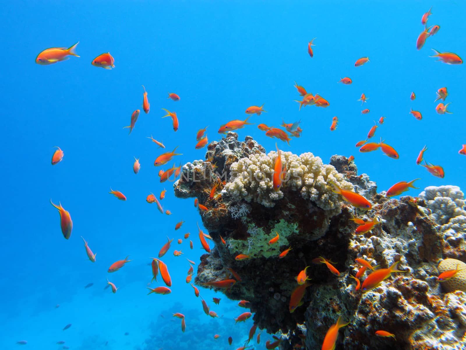 coral reef with exotic fishes anthias at the bottom of tropical sea on blue water background