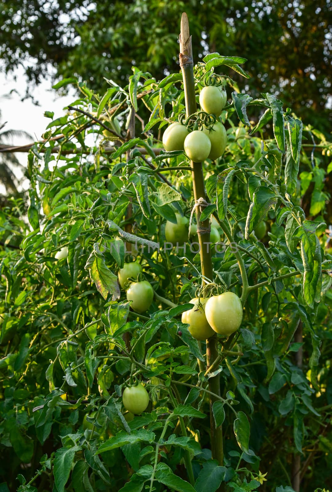 Tomatoes in the field