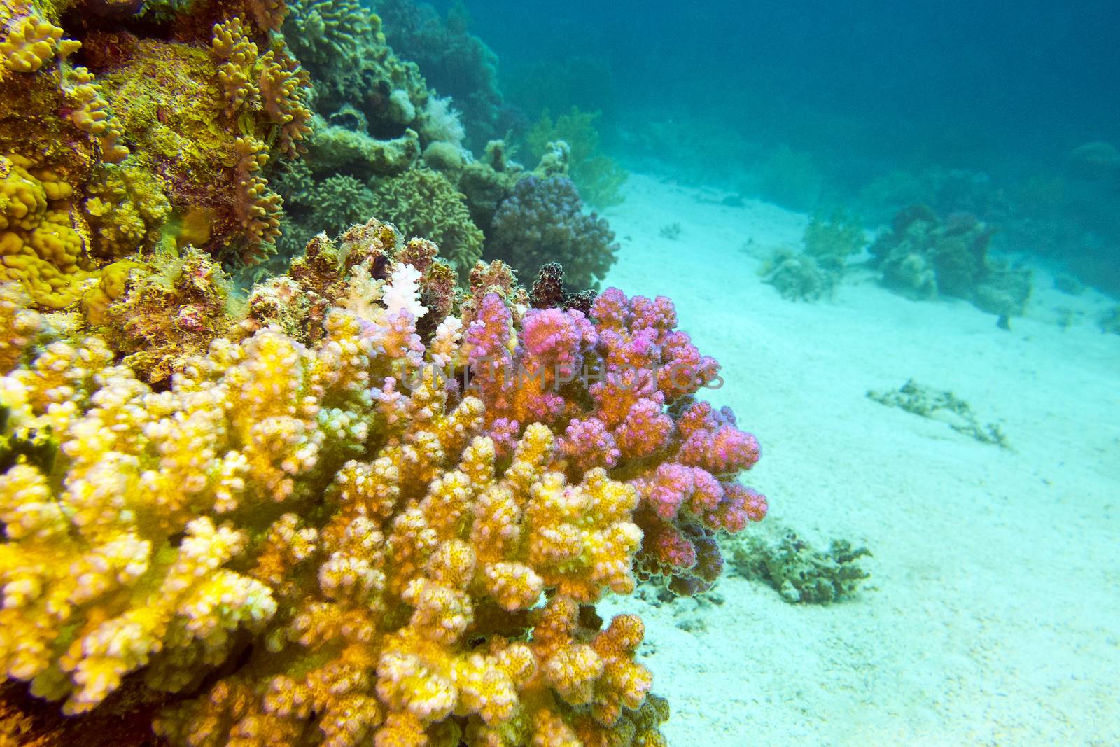 view of coral reef with hard corals at the bottom of red sea