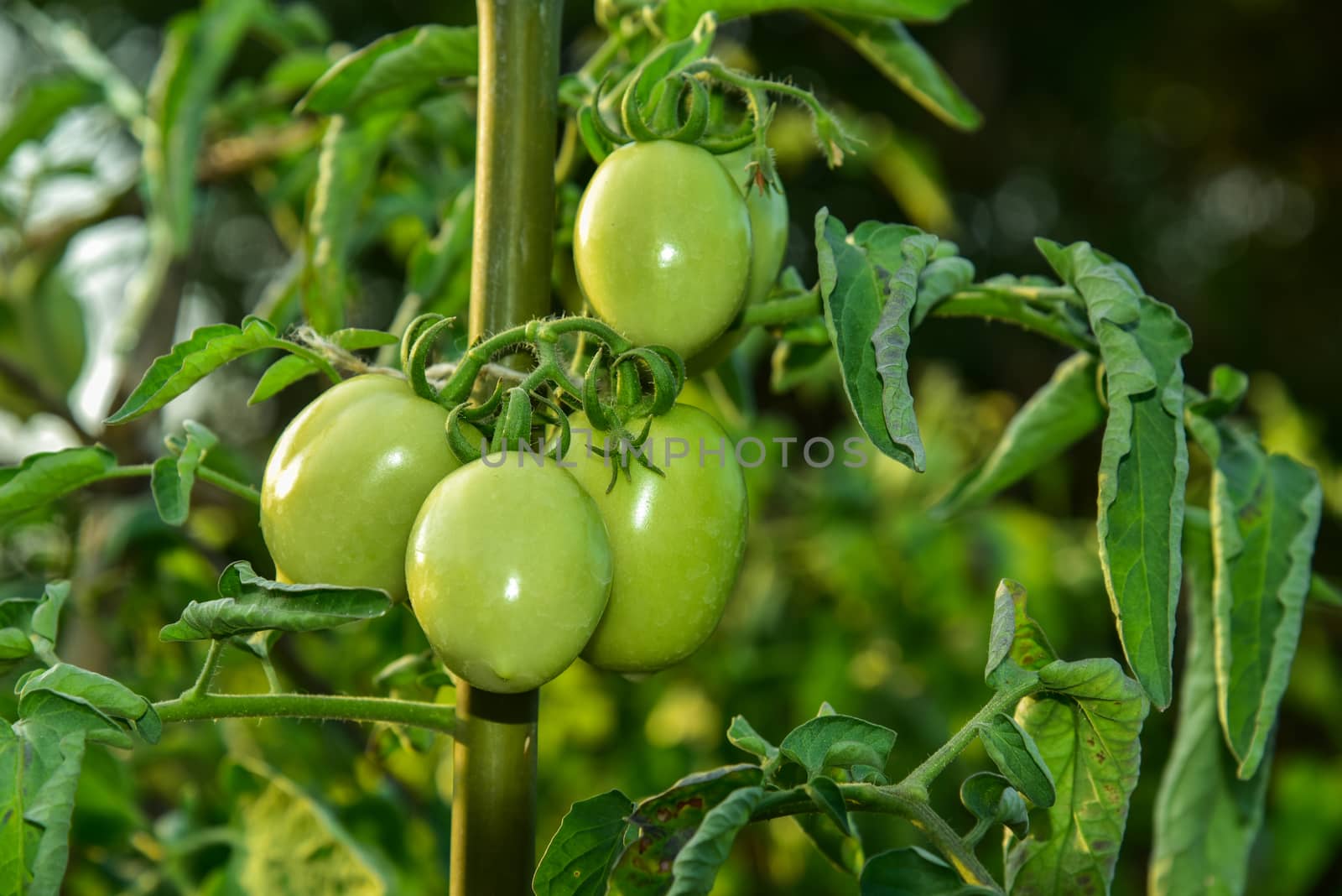 Tomatoes in the field