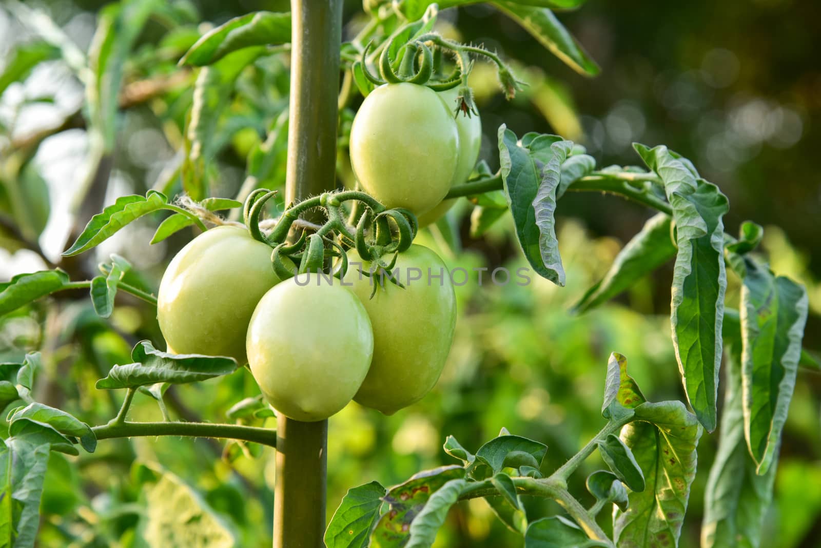 Tomatoes in the field