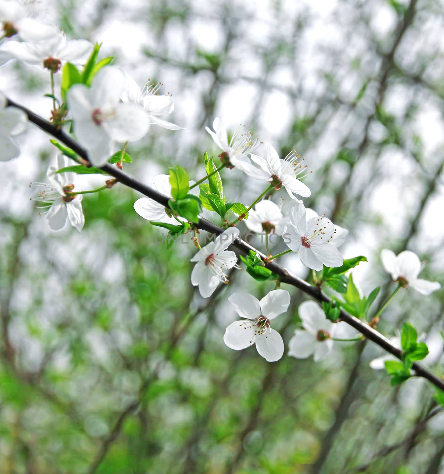 Cherry blossoms in spring as background  by oxanatravel